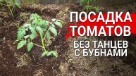 🍅 Посадка томатов без лишних хлопот: Быстрый и эффективный способ