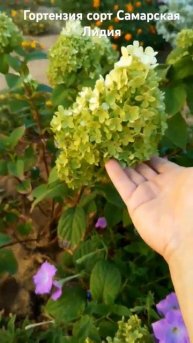 гортензия Самарская Лидия.