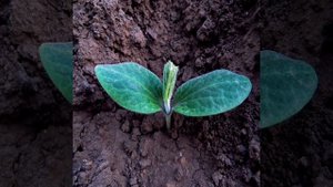 Как удобрить рассаду луковой шелухой: простой и эффек?