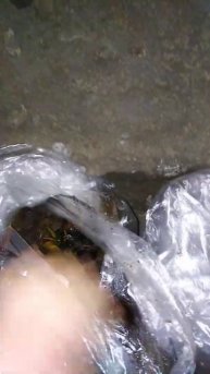 Зимовка кувшинок (нимфей) в подвале