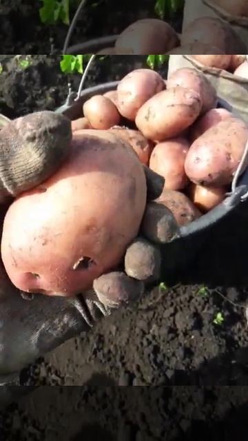 Урожайчик 2024🥔👍 #shorts#рекомендации#работа#огород#овощ
