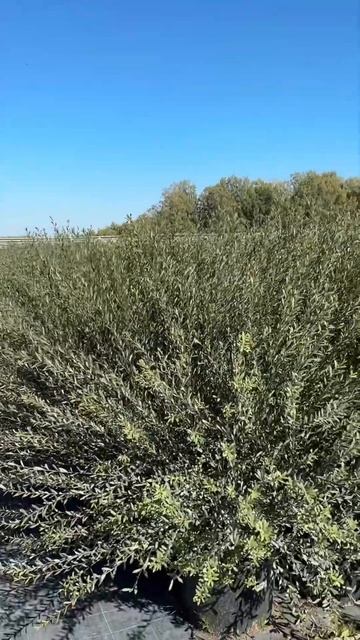 #ива #ивамаяк #питомникрастений #сад #питомниксавватее смотреть онлайн