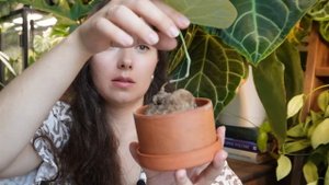 СТЕФАНИЯ эректа, КАВАСАКИ (НОВА) и другие КАУДЕКСНЫЕ р?