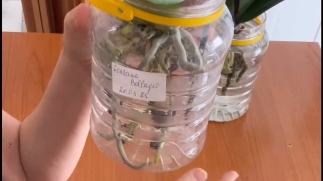 Орхидеи в открытой системе в Израиле. Поливаю настоем смотреть онлайн