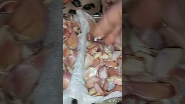 Посадка чеснока под зиму. Выбор, удобрение, сидераты смотреть онлайн