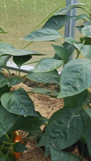 Перец "Апельсин" - мой фаворит ! #перец #сладкий #апельси смотреть онлайн