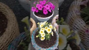 петуния в кашпо из искусственного ротанга