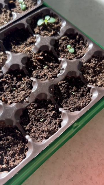 Петунии и Эустомы 🌸 #shorts #дача #огород #рассада #семена смотреть онлайн