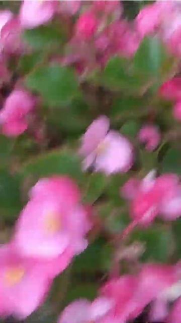 Вечноцветущие Бегонии пышное цветение.  12 октября отк? смотреть онлайн