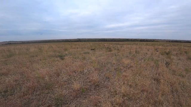 РОС Динар. Дуплет перепела и подача. смотреть онлайн