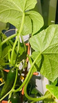 Огород на окне😁 огурцы зимой 🥒