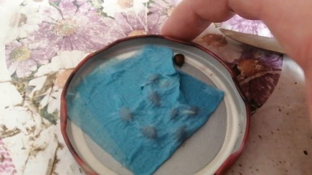 Проращивание лимона из зернышка .День 4 смотреть онлайн