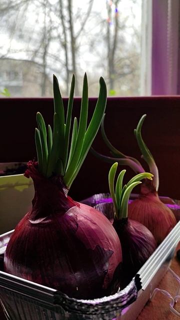 вот такой огород на подоконнике смотреть онлайн