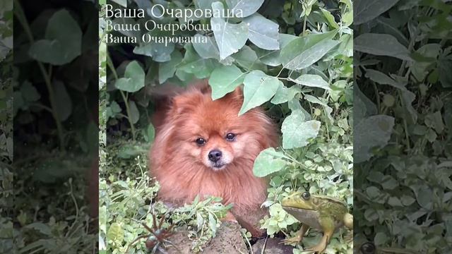Шпиц Евра