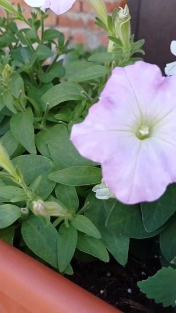 мини петуния Трилоджи смотреть онлайн