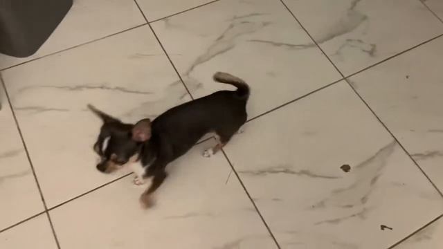 Косточки для моих хвостиков. смотреть онлайн