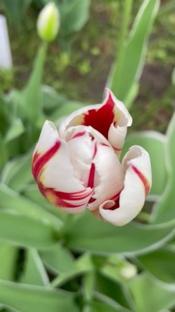 Тюльпан  #flowers #цветы #сад #nature #garden