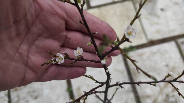 саженец алычи Мара смотреть онлайн