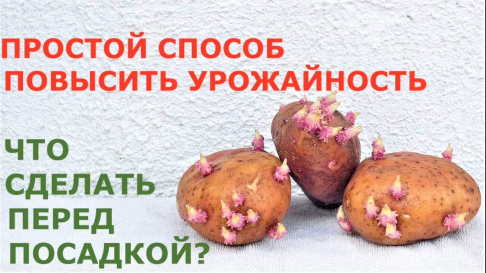Китайцы нас обхитрили. Как правильно сажать картошку?