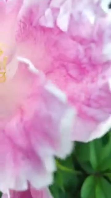 Пионы СПб смотреть онлайн