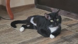 Майский Гоша Трилапы. Gosha the cat in May