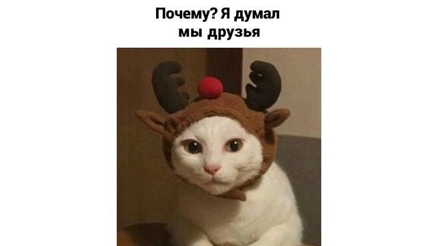 ААААА!!! ЖРААААААТЬ!!!))) Приколы с котами | Мемозг 957 смотреть онлайн