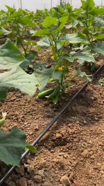 4weeks after sowing, 4недели после посева смотреть онлайн