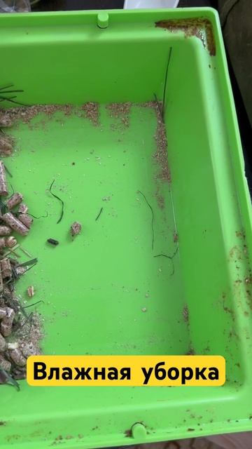 Нельзя использовать моющие. МашаАллах❤️ #shortsvideo #крол смотреть онлайн