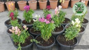 Уход за растениями Львиный зев/Львиный зев  @ParasGardeningSolu