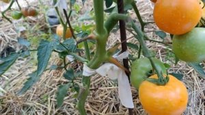 Томат Загадка