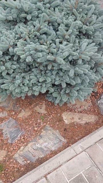 Ель глаука глобоза. Новосибирск смотреть онлайн