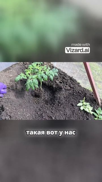 Как удобрение помогает растениям пережить стресс при смотреть онлайн