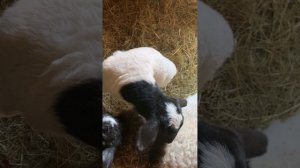 Ярки дорпер продажа от заводчика