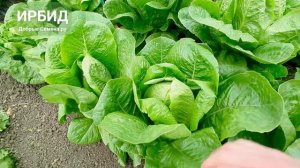 ИРБИД - салат ромен - продуктивность, качество, отличны