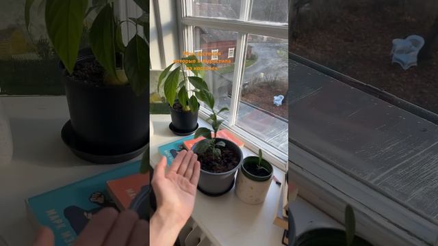 Растения которые я вырастила их косточек. Еще у меня е? смотреть онлайн