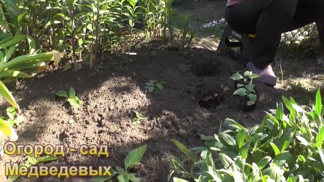 Вербаскум Коровяк, выращивание из семян