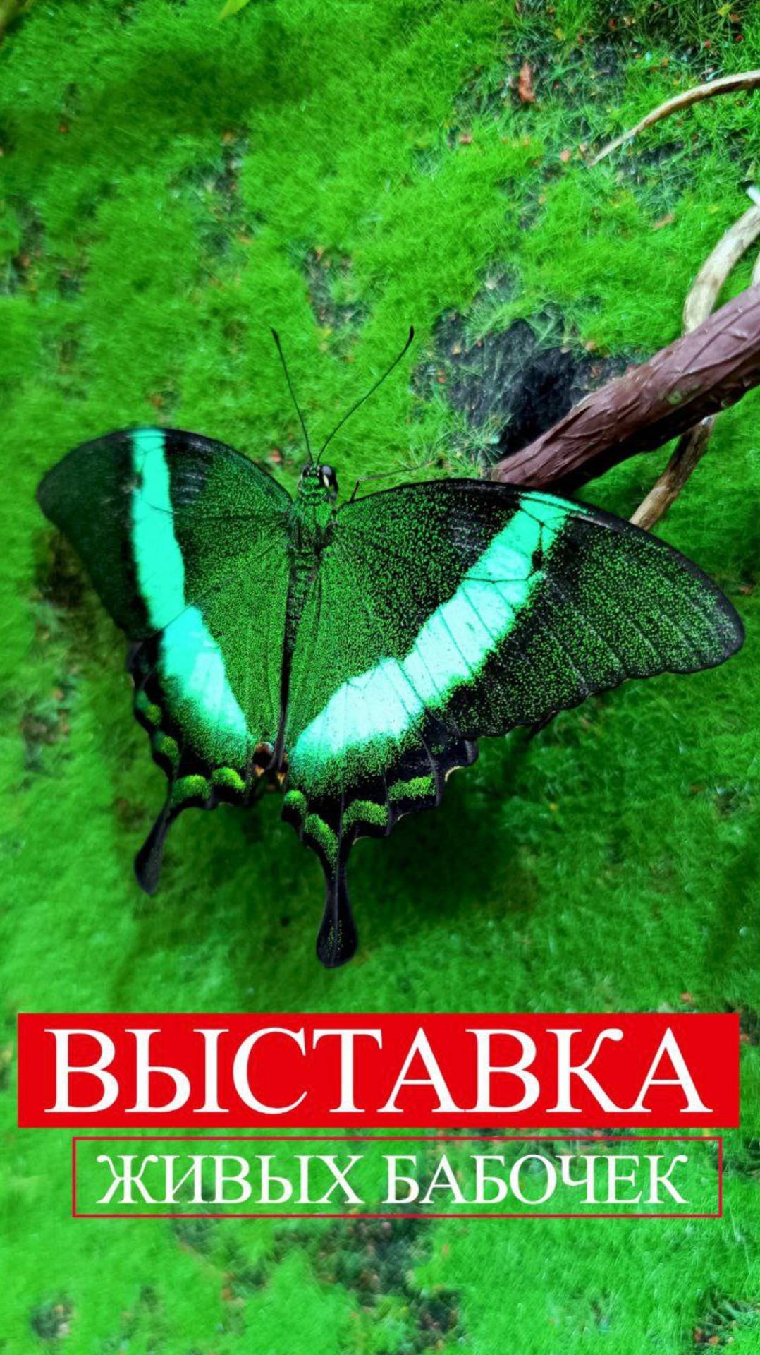 Tanya Vots - Выставка живых тропических бабочек