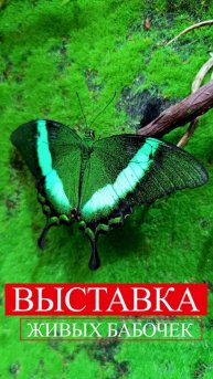 Tanya Vots - Выставка живых тропических бабочек