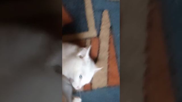 Мой кот Снежок