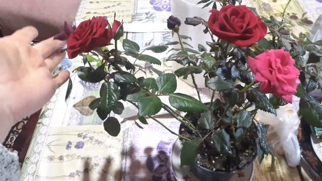 Теплый денек, посмотрим огород. Заглянем на кухню...