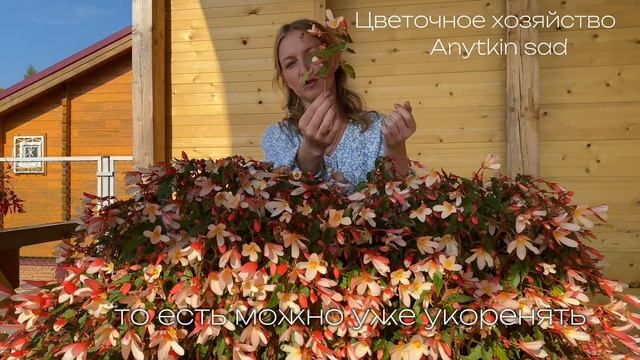 Бегония ампельная. Как сохранить до следующего сезона