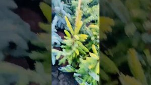 Ель сербская Аурея.