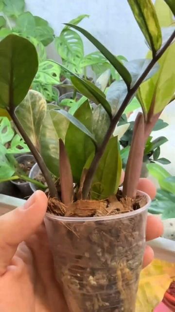 Мой замиокулькас выпустил очень яркий лист , оставлю е смотреть онлайн