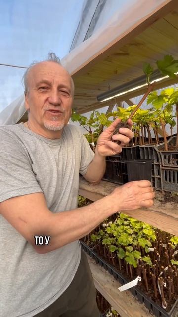 Как укоренить виноград ? #виноградник #винограднадаче