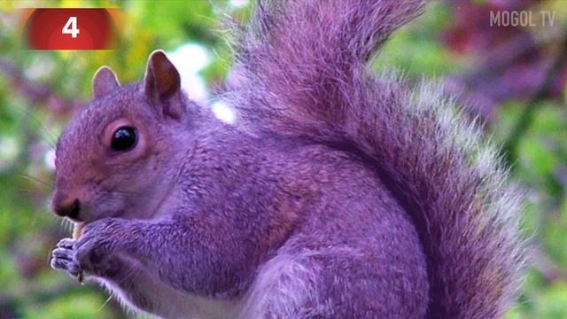 7_ЖИВОТНЫХ_НЕПРАВИЛЬНОГО_ЦВЕТА,_которые_РЕАЛЬНО_СУЩЕСТВУЮТ