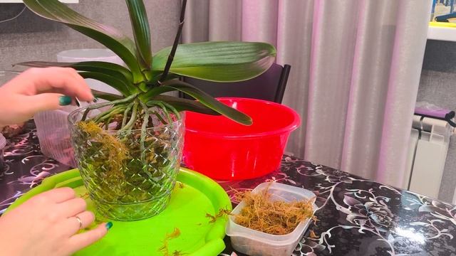 Пересадка домашней орхидеи . Было сложно но мы ?