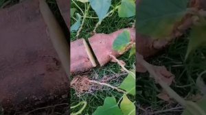 Батат. Посадка в грунт. Україна. #дача#город#батат