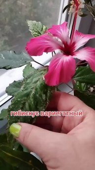 Гибискус вариегатный .