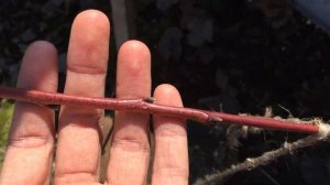 Персики привитые на сливу | Как перезимовали персики п