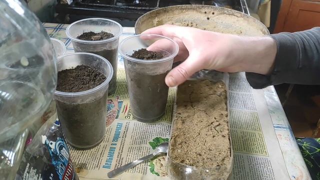 Как вырастить фисташки на ВСЁМ юге России, проращиван? смотреть онлайн